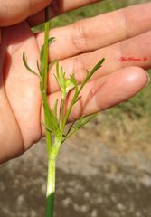 Ranunculus dichotomus