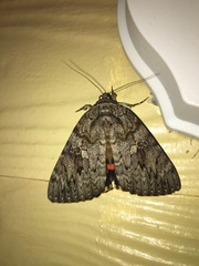 Catocala umbrosa
