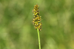 Carex densa