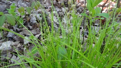 Carex brunnescens