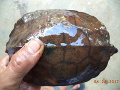 Notochelys platynota