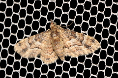 Gymnoscelis lophopus