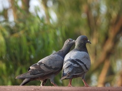 Columba livia domestica