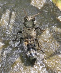 Ontholestes murinus