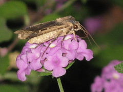 Lepidoptera
