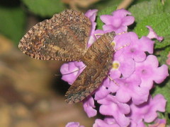 Lepidoptera