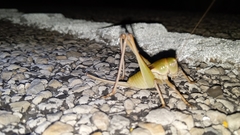 Pediodectes haldemanii