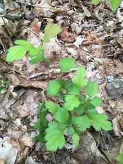 Crataegus marshallii