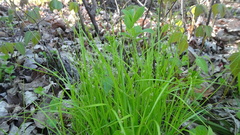 Carex brunnescens