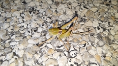 Pediodectes haldemanii