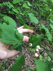 Crataegus schuettei