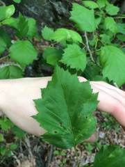 Crataegus schuettei