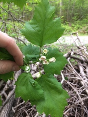 Crataegus schuettei