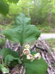 Crataegus schuettei