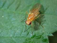 Psila