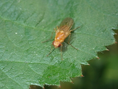 Psila