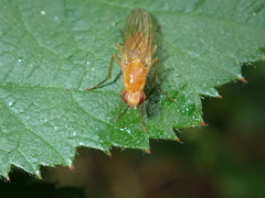 Psila