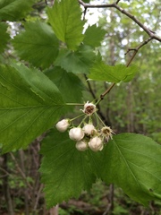 Crataegus schuettei
