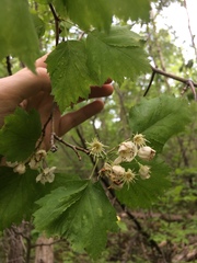 Crataegus schuettei