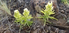 Castilleja xanthotricha