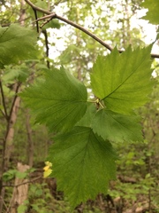 Crataegus schuettei