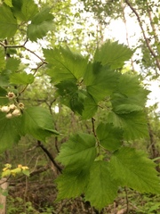Crataegus schuettei