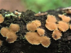 Aleurodiscus grantii