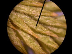 Phlegmariurus dentatus