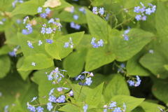 Brunnera