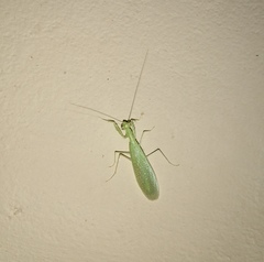 Tropidomantis