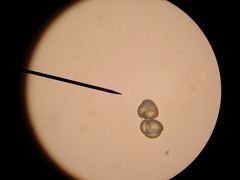 Phlegmariurus dentatus