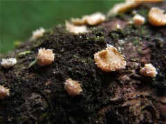 Aleurodiscus grantii