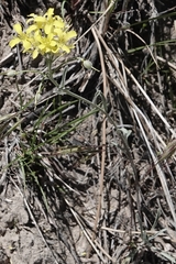 Erysimum asperum
