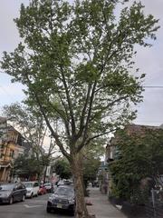 Platanus × hispanica