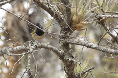 Pipilo maculatus × ocai