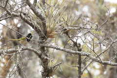 Pipilo maculatus × ocai