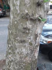 Platanus × hispanica