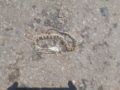 Pituophis lineaticollis