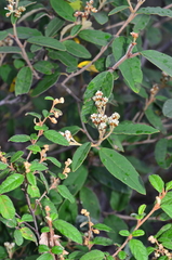 Pomaderris prunifolia