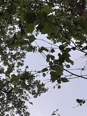 Platanus × hispanica