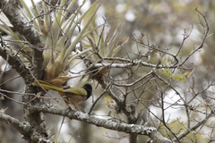 Pipilo maculatus × ocai