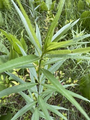 Helianthus verticillatus