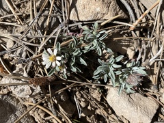 Townsendia jonesii tumulosa