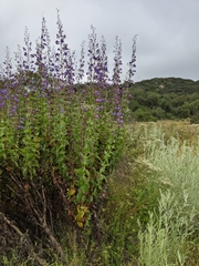 Penstemon spectabilis spectabilis