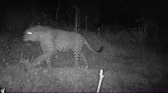 Panthera pardus fusca