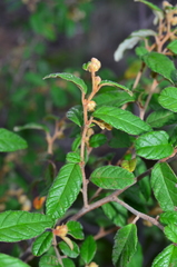Pomaderris prunifolia