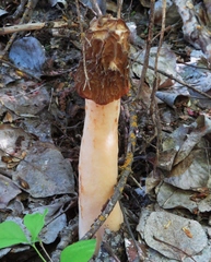 Verpa bohemica