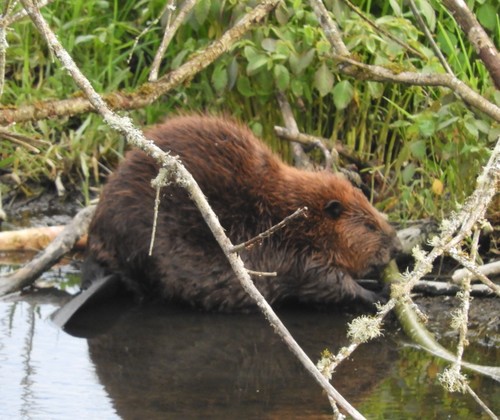 American Beaver photographed in Oregon