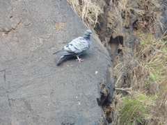 Columba livia domestica