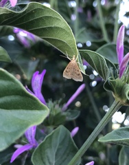Udea ferrugalis
